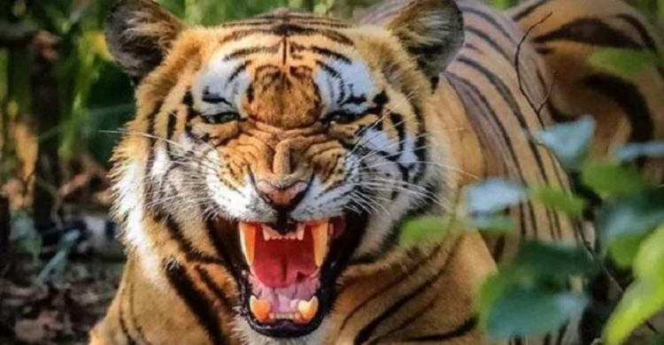 মলত্যাগ করতে গিয়ে বাঘের মুখে প্রাণ গেল পরীক্ষার্থীর 